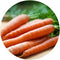 CARROT