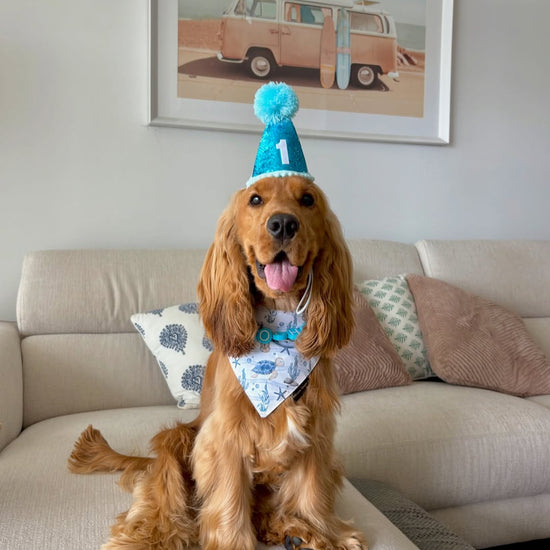 Cat & Dog Birthday Hat - Blue Sparkle