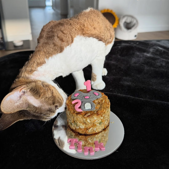 Cat and Birthday Cake Tink