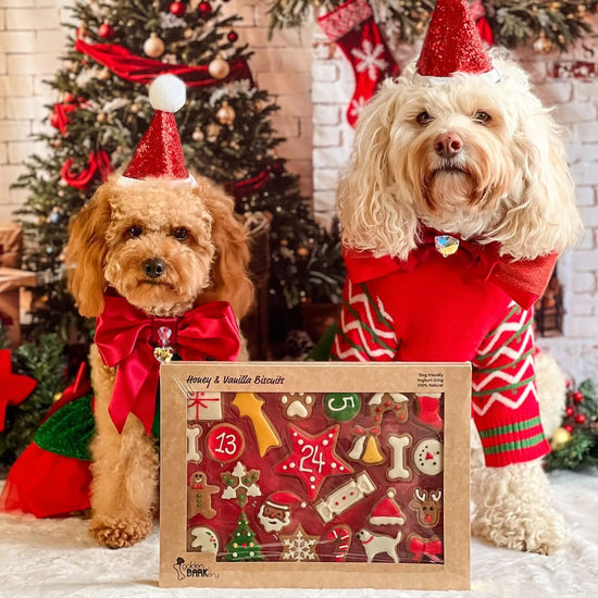 Dog Advent Calendar & Santa Hat Bundle