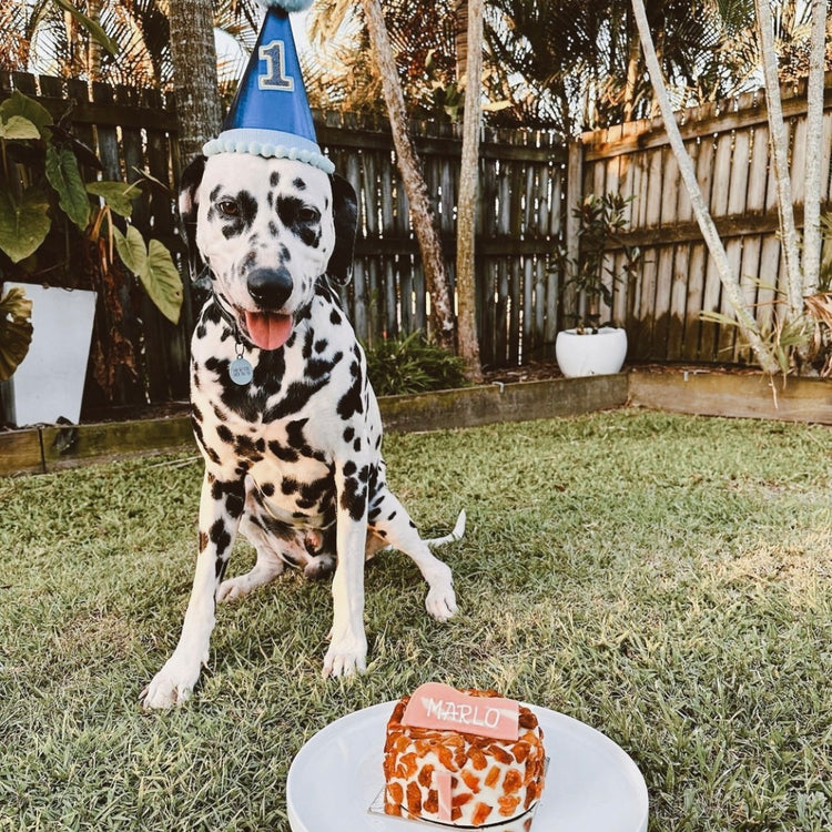 Marlo with Dog Birthday Cake Bacon