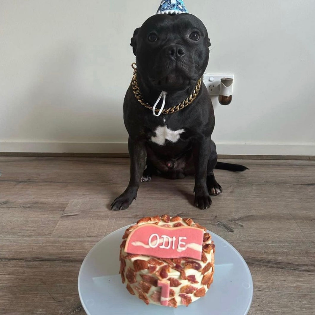 Odie with Dog Birthday Cake Bacon