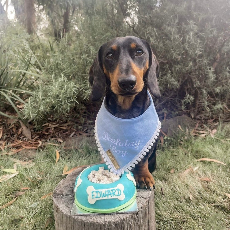 Edward Posing Dog Birthday Cake Bowl With Dog Treats Blue