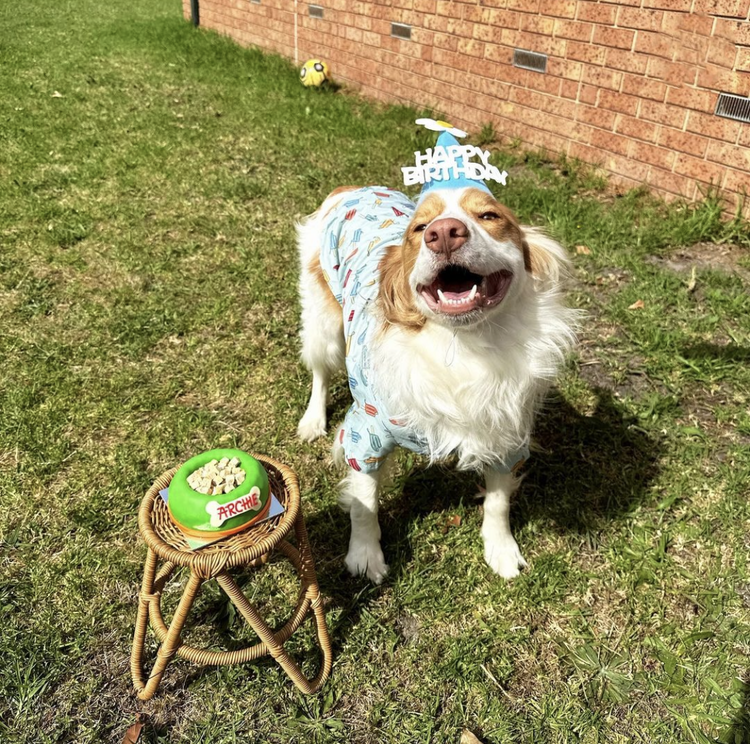 Archie Eating Dog Birthday Cake Bowl With Dog Treats Green