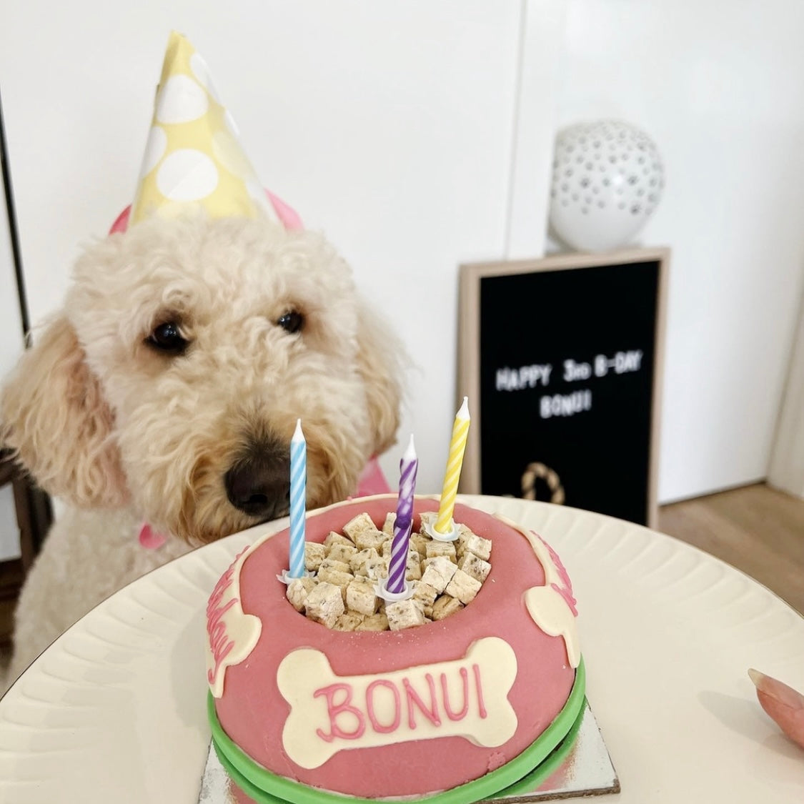 Bonui Posing with Dog Birthday Cake Bowl With Dog Treats Pink