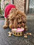 Dog Pawty Cake Pink with Frankie