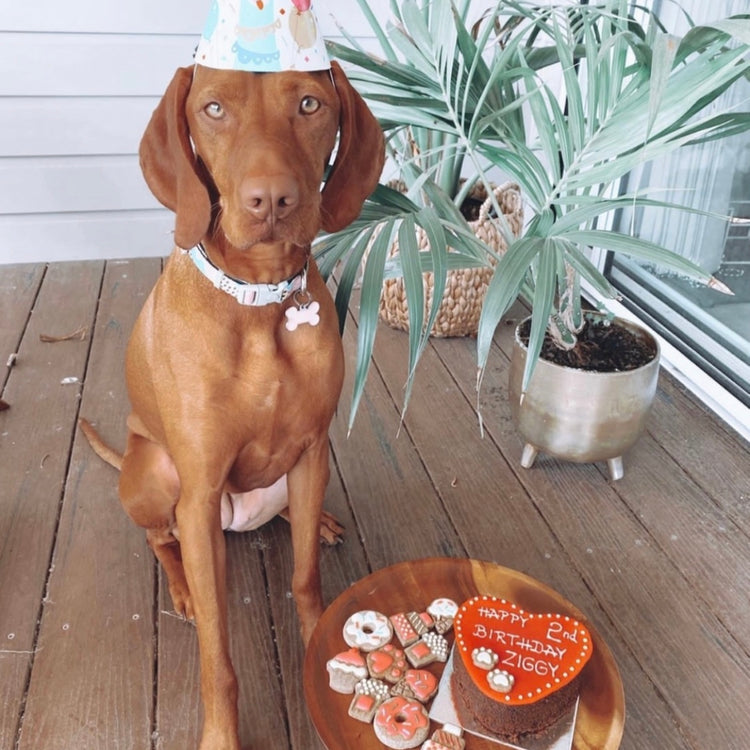 ZIggy with Dog Birthday Cake Heart Red