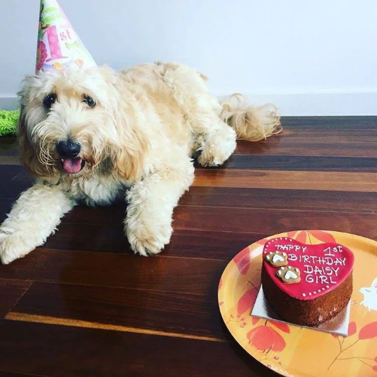 Daisy with Dog Birthday Cake Heart Red