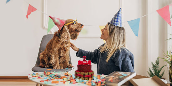 Dog Birthday Cake Pawty