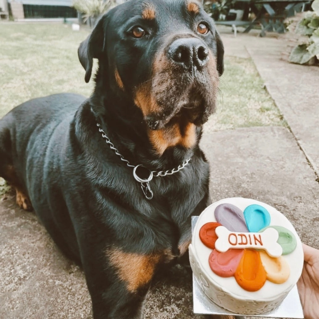 Odin with Dog Birthday Cake Rainbow