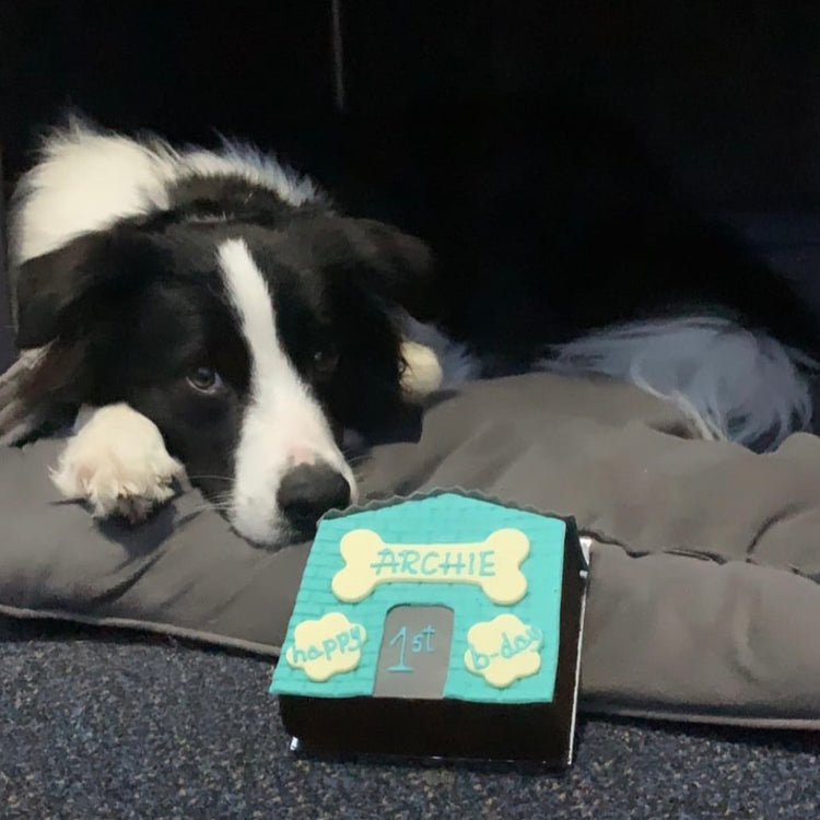 Archie with Dog Birthday Cake Dog Kennel Blue