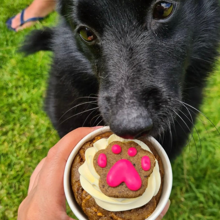Dog with Cupcakes Pupcakes Puppy Cupcakes