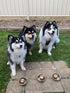 Personalised Cupcakes with Huskies