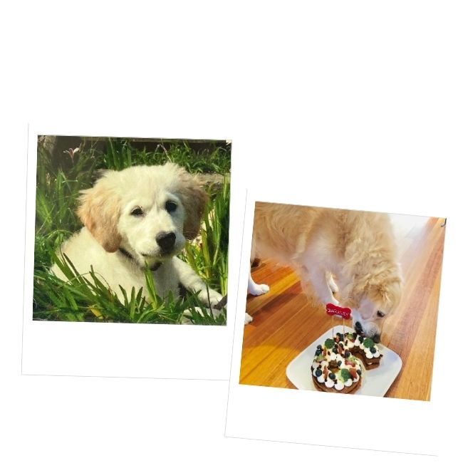 Golden Barkery Dog Cat Bakery