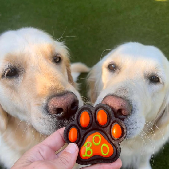 Dogs Sniffing a Halloween Charcoal Dog Biscuit