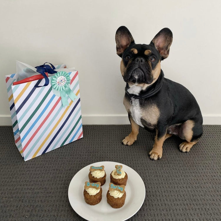 Personalised Dog Cupcakes Pupcakes Puppy Cakes Harley Dog with Blue Writing
