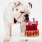Dog Eating Dog Birthday Cake 2 Tier Dream Red