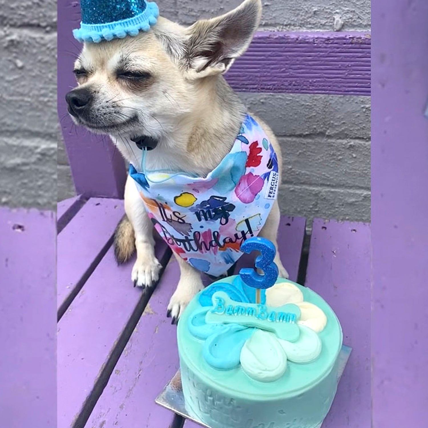 Bamm Bamm with Dog Birthday Cake Blossom Blue