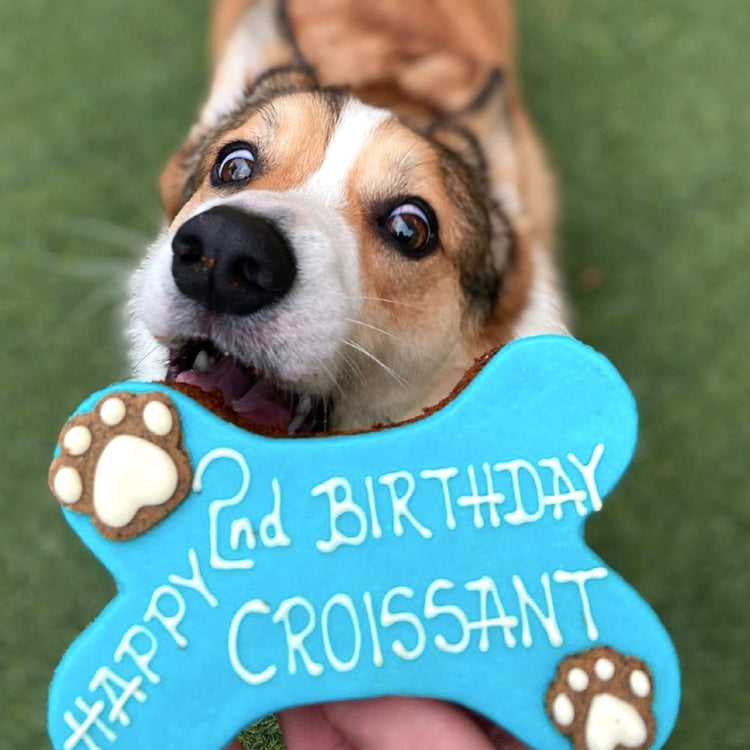 Dog-Birthday-Cake-Dog-Bone-Blue-White-Writing-Social