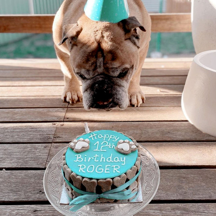 Dog Birthday Cake Dog PAWTY Dog Eating Blue Cake