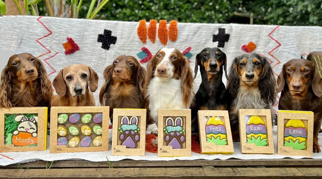 Top 5 Picks of FUN Easter Activities for your Dog