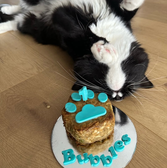 Cat Birthday Cake for Cats Bubbles