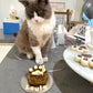 Cat Birthday Cake Paw Cat Cake White Louie