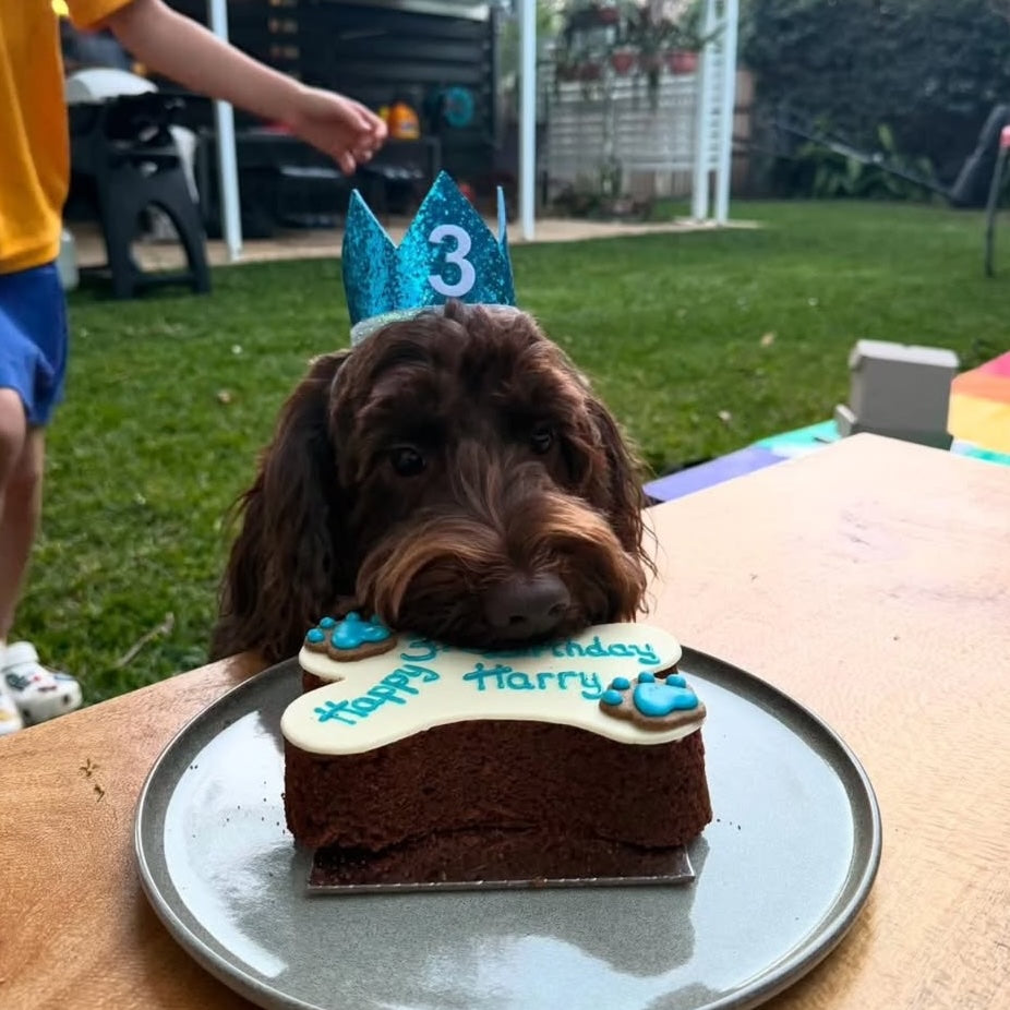 Cat & Dog Birthday Crown Blue Sparkles 3 Groodle