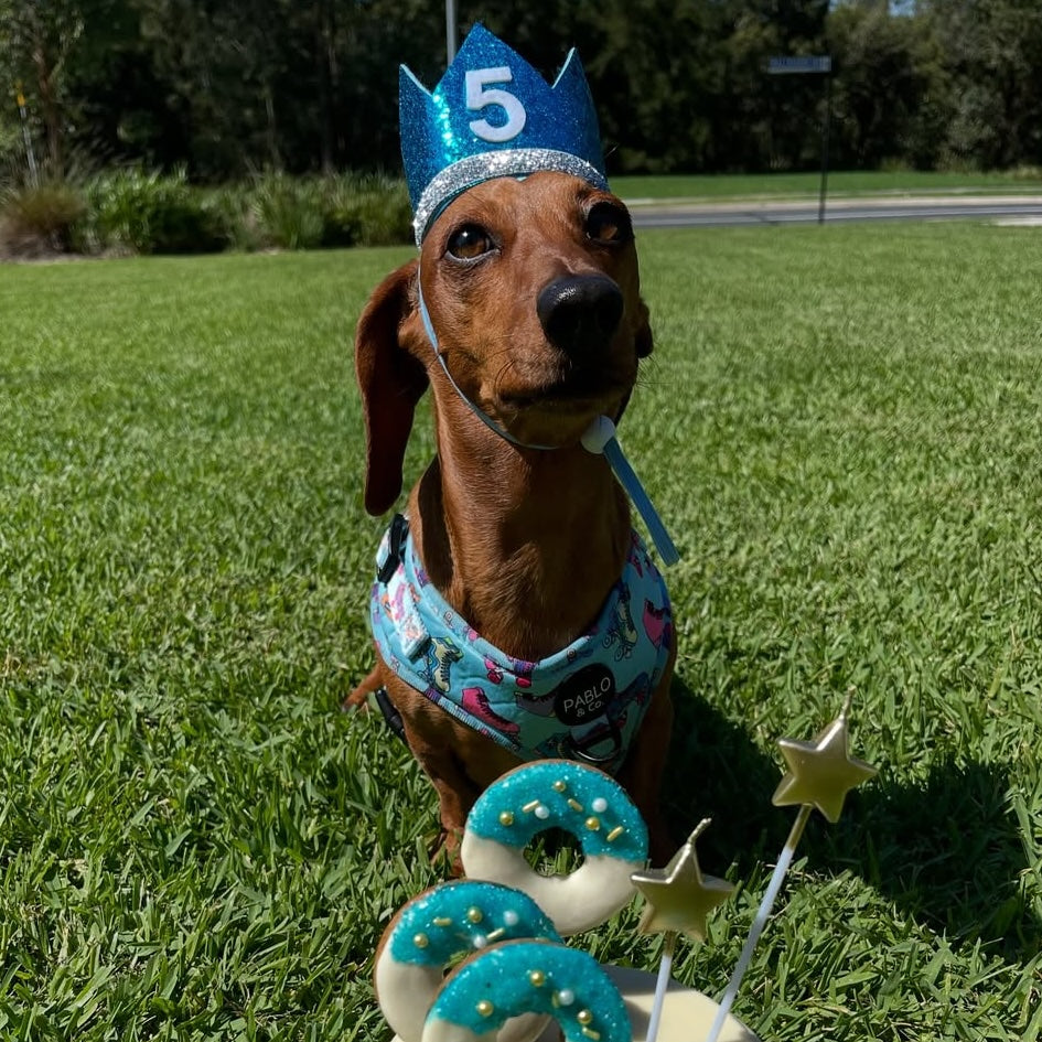 Cat & Dog Birthday Crown Blue Sparkles 5 Dachshund 