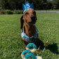 Cat & Dog Birthday Crown Blue Sparkles 5 Dachshund 