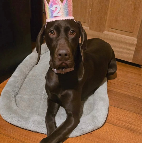 Cat & Dog Birthday Crown Rainbow Sparkle 2