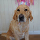 Cat & Dog Birthday Crown Rainbow Sparkle Golden Retriever