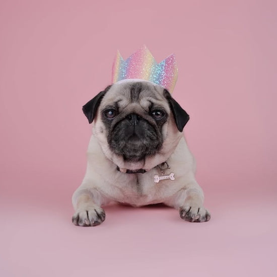 Cat & Dog Birthday Crown Rainbow Sparkle Pug