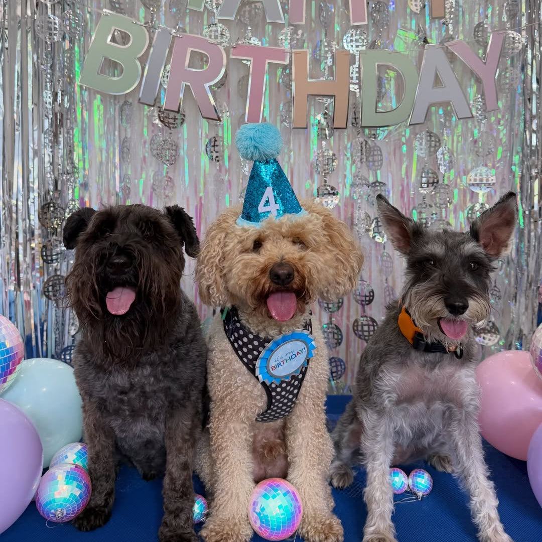 Cat & Dog Birthday Hat - Blue Sparkle