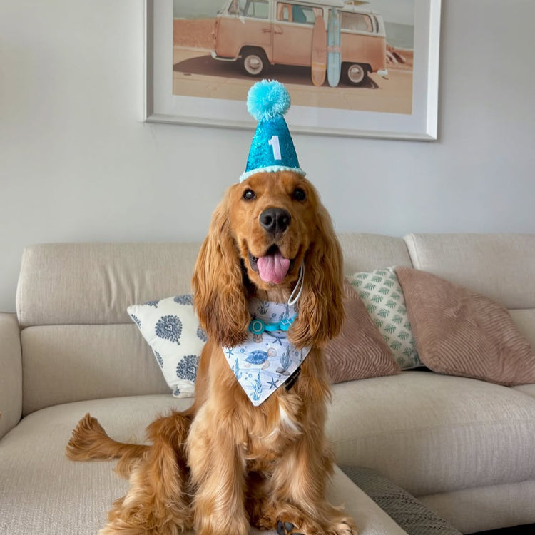Cat & Dog Birthday Hat - Blue Sparkle
