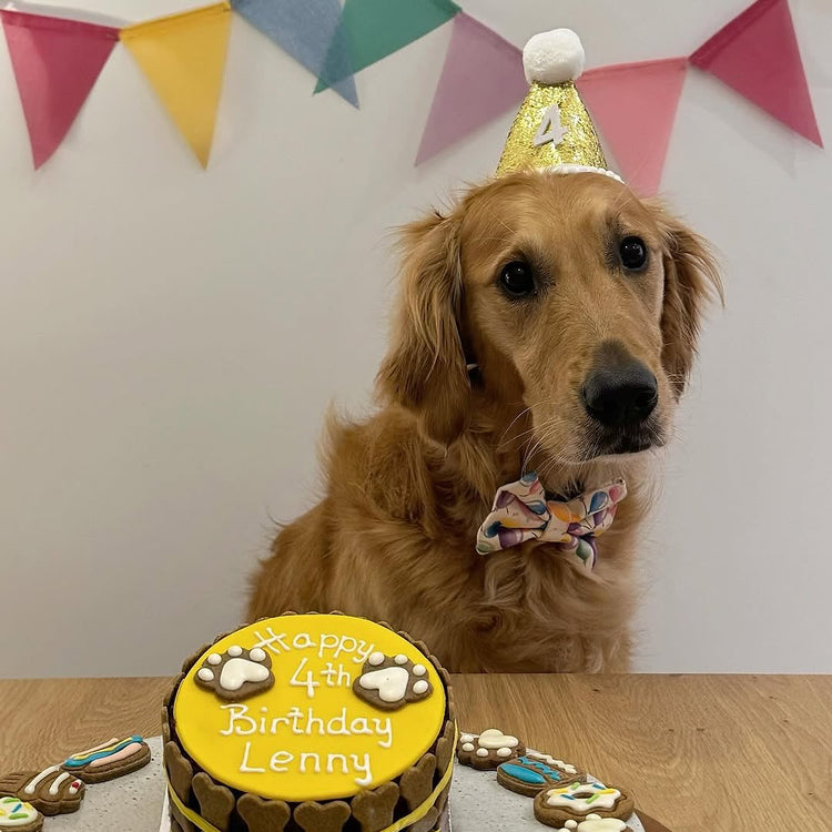 Cat Dog Birthday Party Hat Gold
