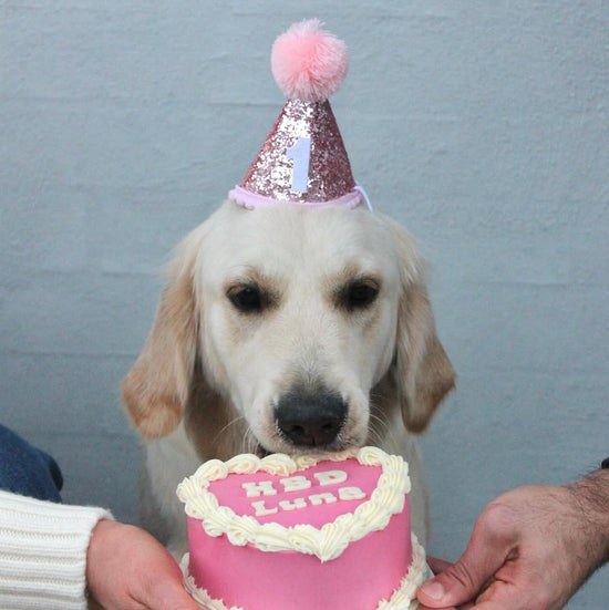 Cat & Dog Birthday Hat Pink Golden Retriever