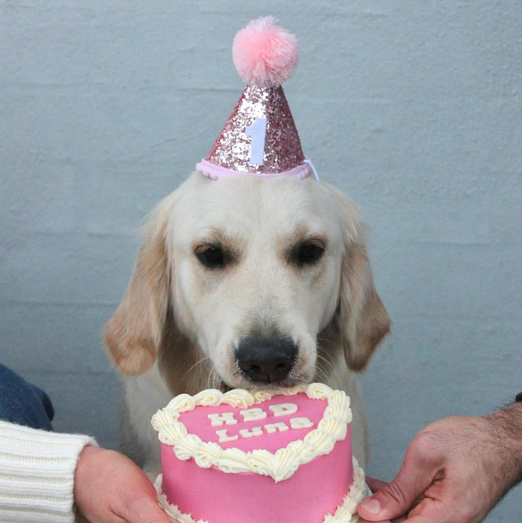 Cat & Dog Birthday Hat Pink Golden Retriever