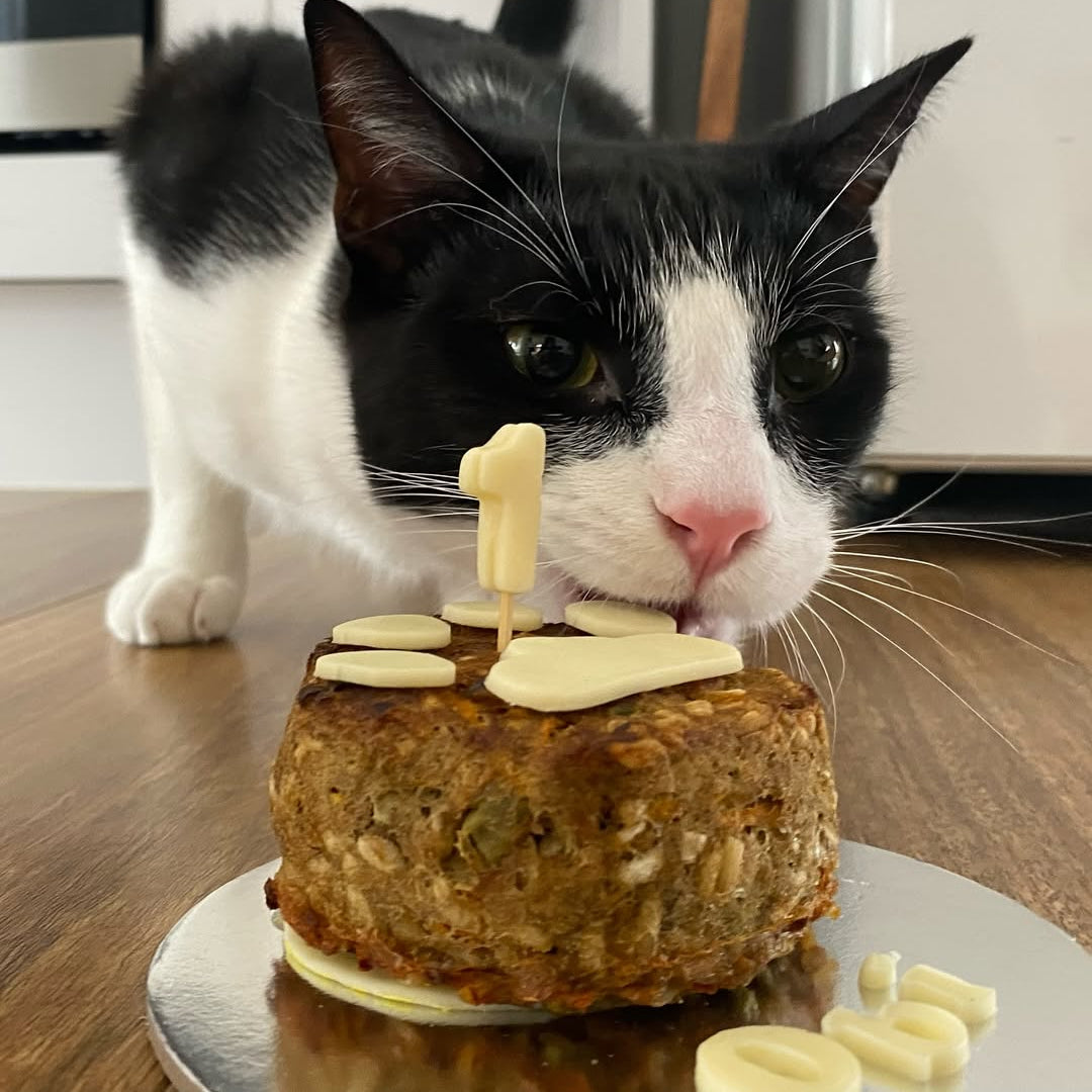 Cat Food Birthday Cake Obi