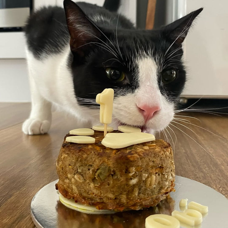 Cat Food Birthday Cake Obi