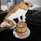 Cat and Birthday Cake Tink