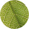 Chlorophyll