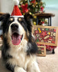 Christmas Dog Santa Hat Border Collie