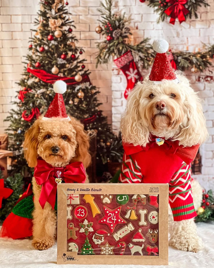 Christmas Dog Santa Hat Cavoodle