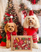 Christmas Dog Santa Hat Cavoodle