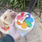 Dog-Birthday-Cake-Rainbow-Dog-Cake-Social