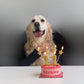 Dog Birthday Cake Vintage Round Dog Cake