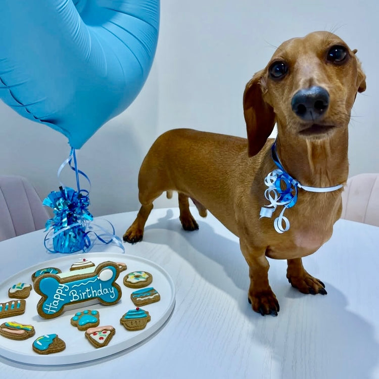 Dog Biscuits Celebration Box Blue Dachshund