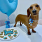 Dog Biscuits Celebration Box Blue Dachshund