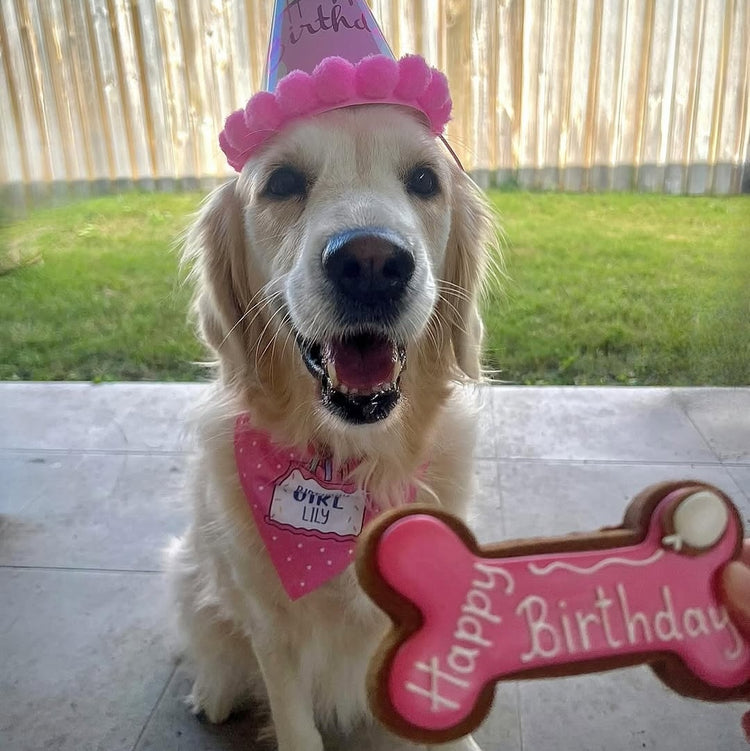 Dog Biscuits Happy Birthday Dog Bone Pink Golden Retriever